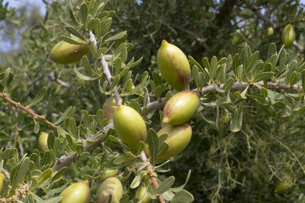 L’Huile d’Argan